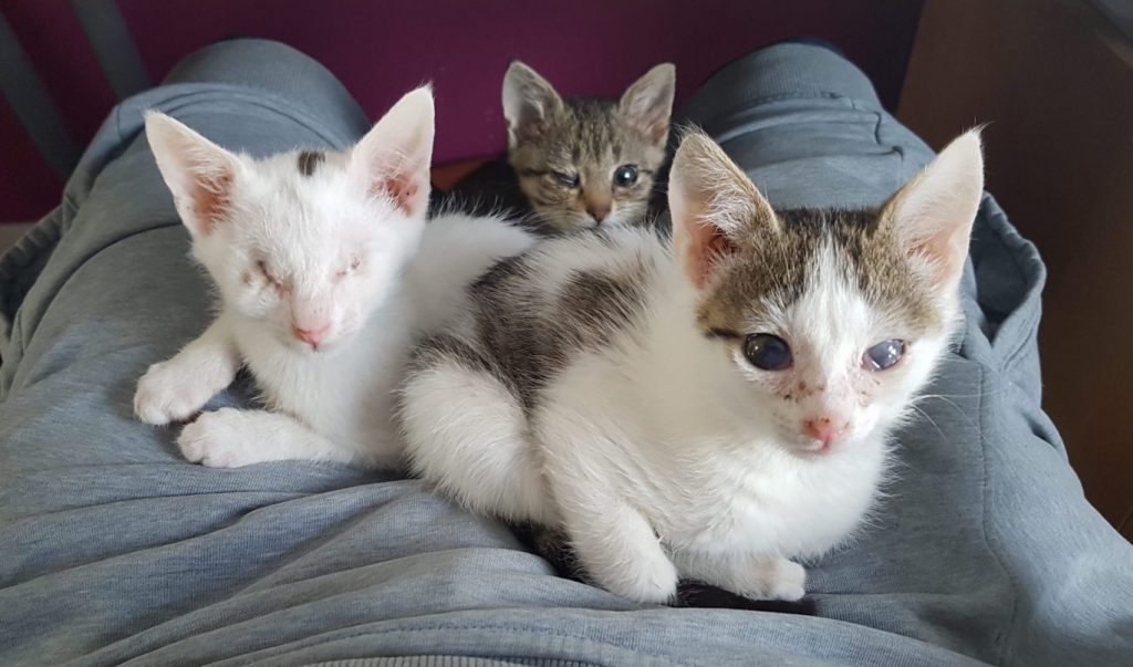 Drei sehbehinderte Katzenbabys, ca. 6 Wochen alt, auf dem Shcoß.